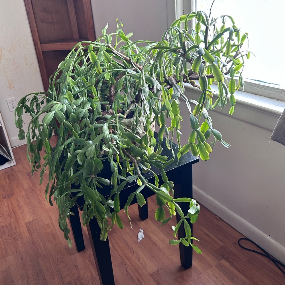 True Christmas Cactus cuttings